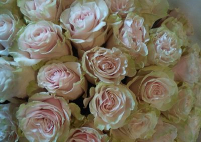 roses pastel